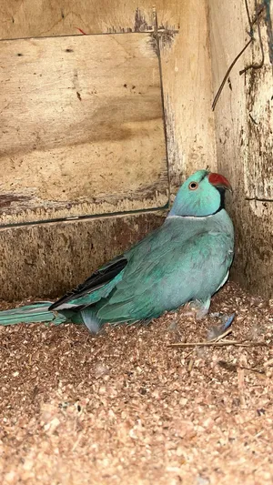 ببغاء دره هولندي زوج منتج شرط صحه طيبه الحين الزوج يجهز حق انتاج الله يبارك الي يبا المنتج لا يفوته
