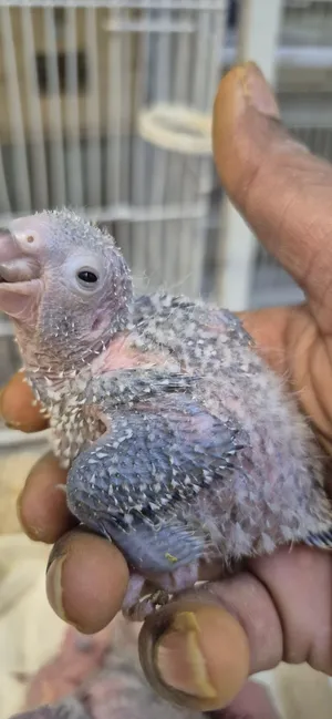 Green cheek Conure babies