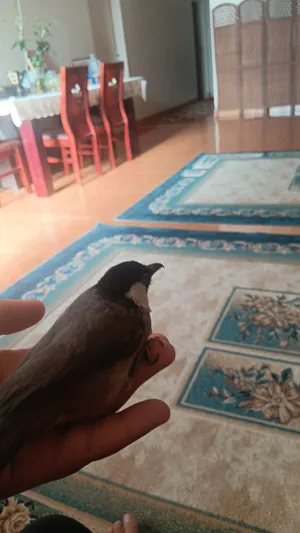 للبيع بلبول2 بحريني أنثى ألفين واحد عمر سنه ونص سعره 20 ثلاثة أشهر سعره 25 لجميع مع قفص 40