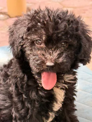 Toy poodle and toy Maltipo