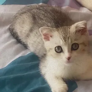 Scottish straight kitten 3 mois a vendre