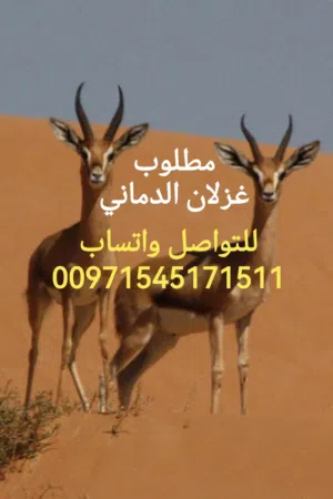 مطلوب غزلان الدماني العدد مفتوح