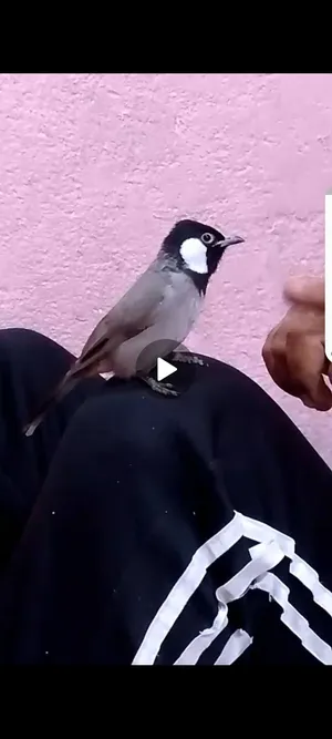 بلبل الليف