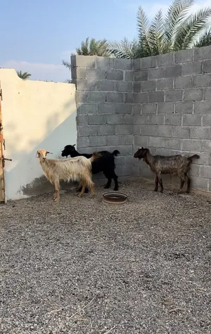 شواه الاسنان ومحالب سليمات