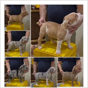 American bully XL puppies