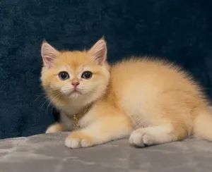 قط ذكر بريطاني قصير الشعر Britsh short hair kitten