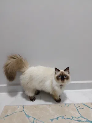 قط للتزاوج فقط/cat for mating only