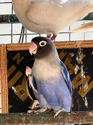 فيشر بلاك فيس ذكر