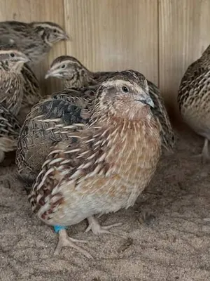 Female laying Chickens and quail for sale