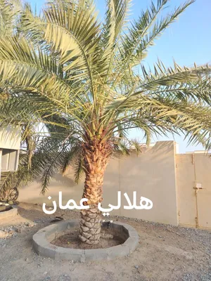 نخيل للبيع