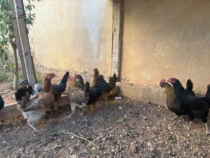 حرق 8 جاجات بلدي صلات النبي عنهن سعرهن كاملات 35