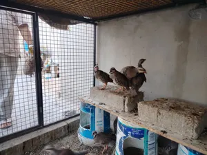 طيور شنار او الحجل للبييييع بسعر حررررررق