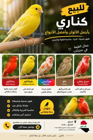 كناري مميز للبيع – أجمل الألوان وأفضل الأنواع