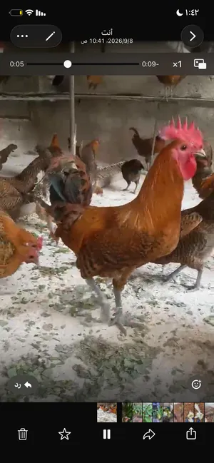 دجاج فيومي ذهبي دم صافي