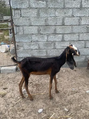 للبيع شاه بنجابيه عشاار والده مره وحده فلق 3 توم شاه مد وارتفاع حجم ضخم ما شالله ولون مميز