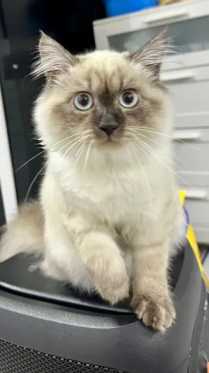 Ragdoll male 4 months old
