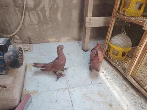 حمام راعبي