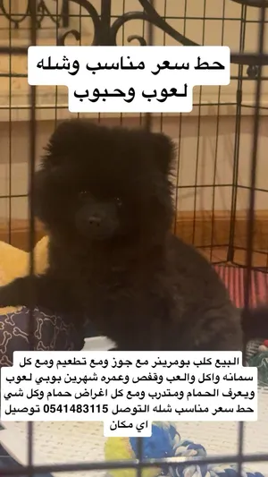 بومرينر مع جوز ومع تطعيم ومع كل سمانه
