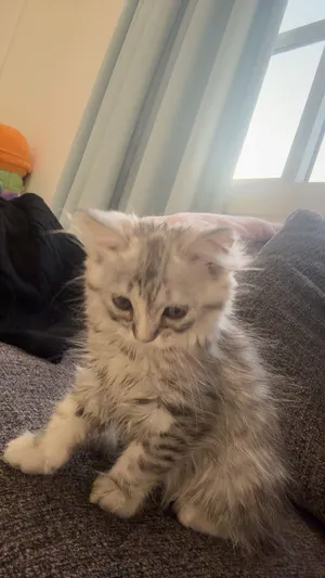 Adorable 2-Month-Old Kitten looking for a loving family and caring family price 250