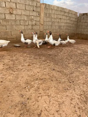 اوز ربي يبارك عز ماتكسب 3 دكورا و6 اناثي قريب جدا  علي موسم تدحيه للبيع بسعر حرق