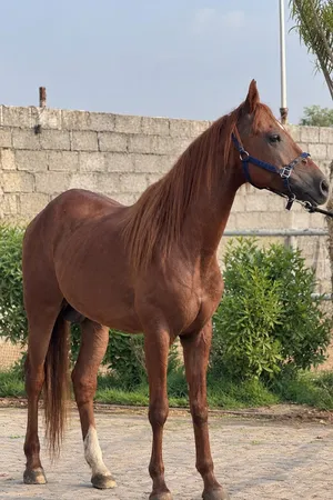 خيل - فحل - مع جواز