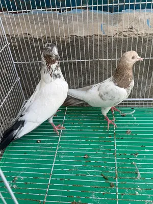 حمام باكستاني