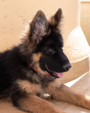German shepherd puppies for sale