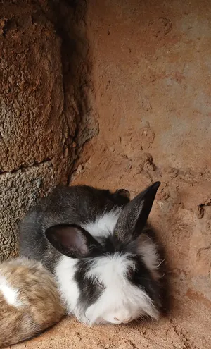 للبيع أرنب أنثى من نوع الأسد