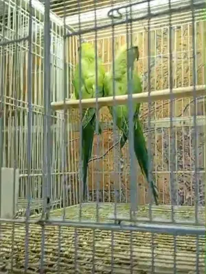 دره زوج للبيع