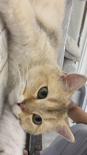 برتش شورت هيو قولد