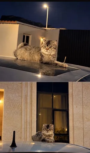 SCOTTISH FOLD