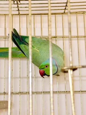 ببغاء الدره منتجه