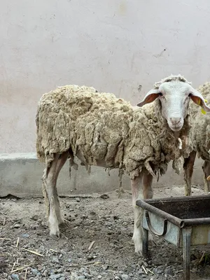 كبش استرالي أصل