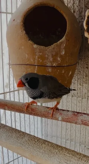 #ZebraFinches