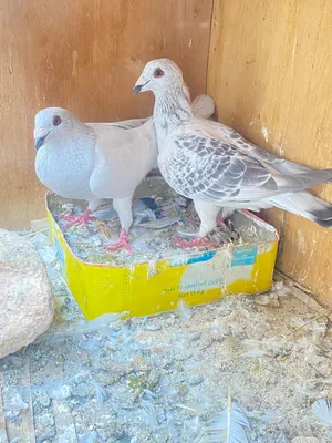 للبيع شغالات صلاه النبي