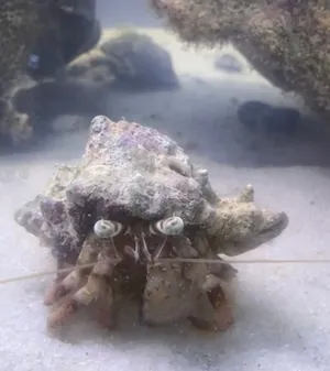للبيع 2 السرطان الناسك بو علوه / 2 hermit crab