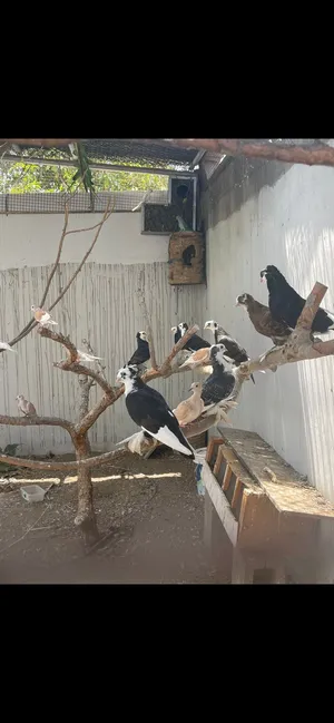حمام شيرازي مسرول