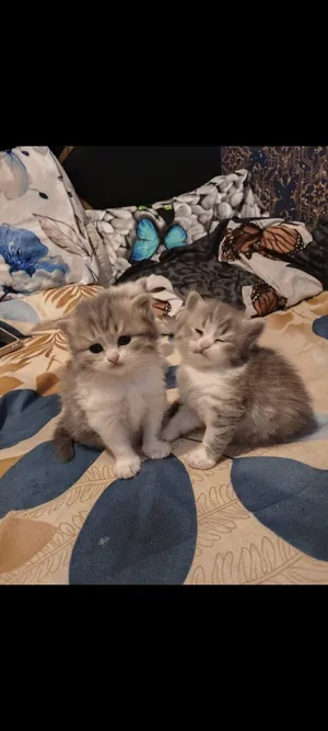 Persian kittens for sale