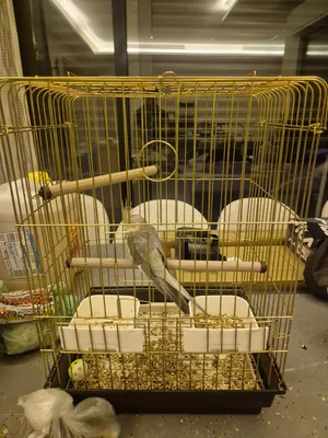 1. Male crowned parrots aged 5 to 6 months 2. It requires training because it is not touched by hum