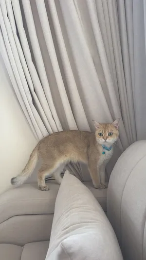 قط برتش شورت هير بريطاني بيور اصلي