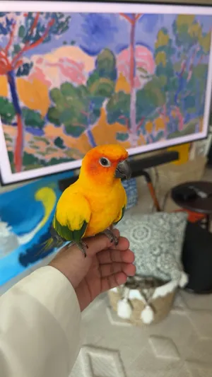 Sun conure parrot 7months old  850AED