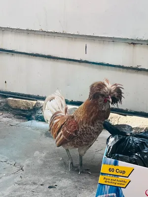 ديج بولوني احمر للبيع