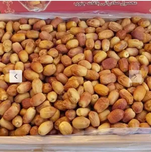 التمور الممتاز الایرانیه