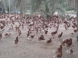 Live Farm Chicken  Lohman brown chicken دجاج حي من المزرعة – Free Range – Dubai