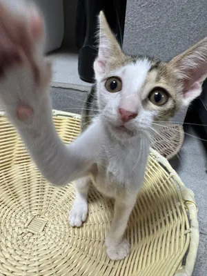 2 months old Kitten for adoption