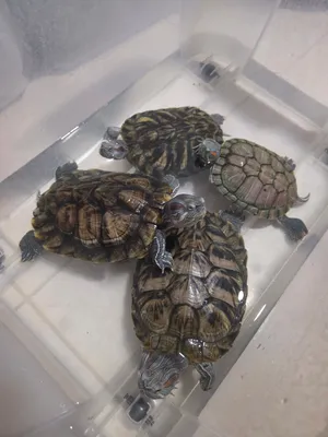 4 Red eye sliders + Accessories for sale