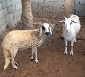 عنز رايمة حولية للبيع