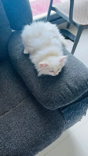 Persian Cat