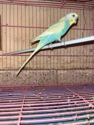 5 ريال ااا