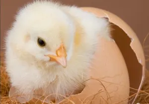 Exotic Breeds Chicken